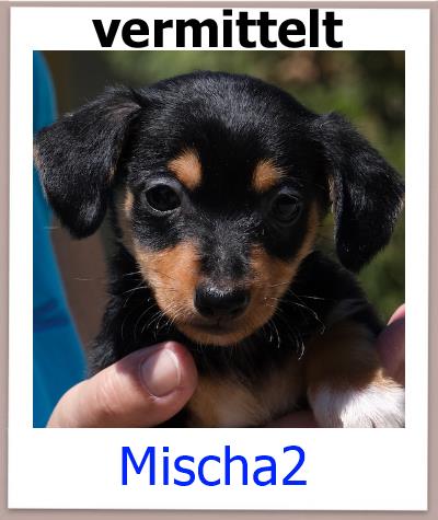 Mischa2 Tierschutz Zypern Hund vermittelt