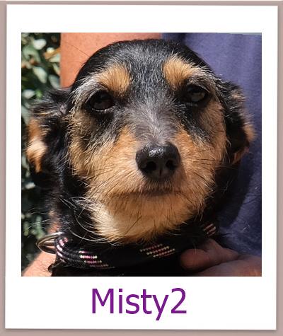 Misty2 Tierschutz Zypern Hund prof
