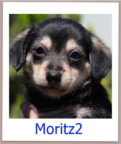 Moritz2 Tierschutz Zypern Hund prof