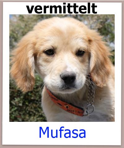Mischling aus dem Tierheim Zypern sucht ein Zuhause.