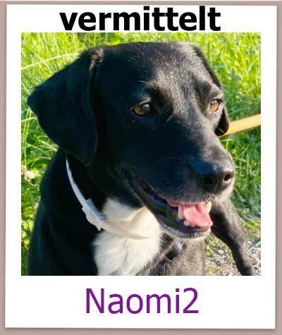 Naomi2 Tierschutz Zypern Hund vermittelt 2