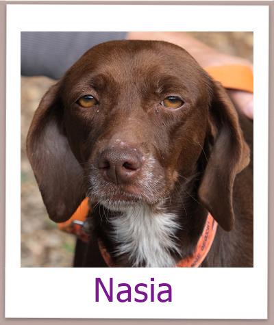 Nasia Tierschutz Zypern Hund prof