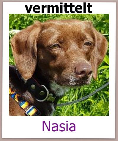 Nasia Tierschutz Zypern Hund vermittelt. 1jpg