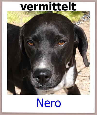 Nero Tierschutz Zypern Hund vermittelt