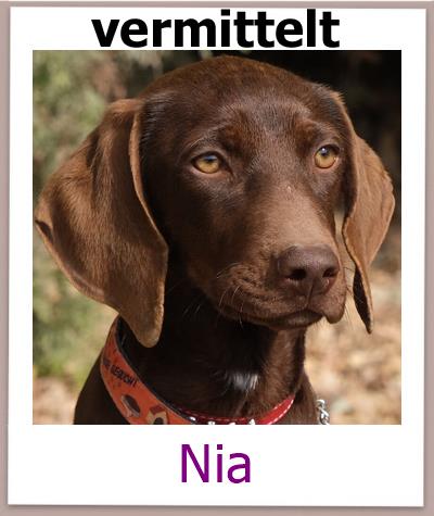 Nia Tierschutz Zypern Hund vermittelt