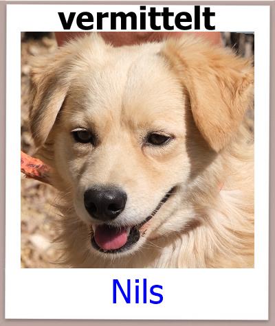 Nils Tierschutz Zypern Hund vermittelt