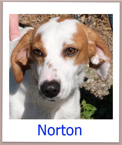 Norton Tierschutz Zypern Hund prof