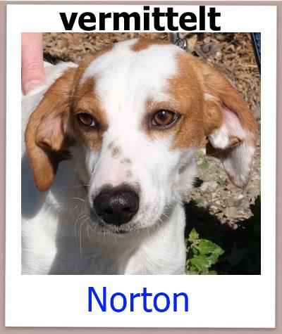 Norton Tierschutz Zypern Hund vermittelt