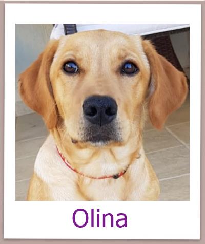 Olina Tierschutz Zypern Hund prof