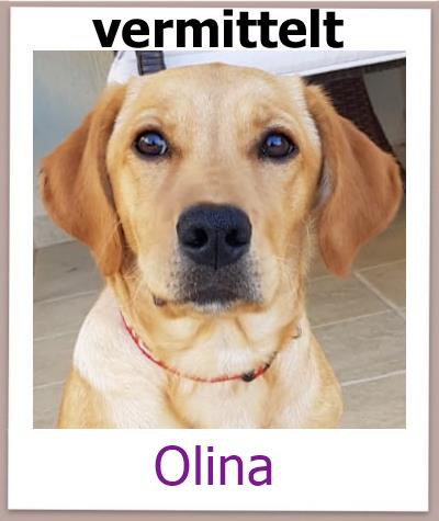 Olina Tierschutz Zypern Hund vermittelt