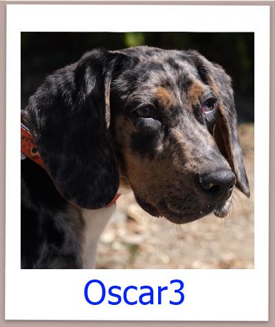 Oscar3 Tierschutz Zypern Hund prof 1