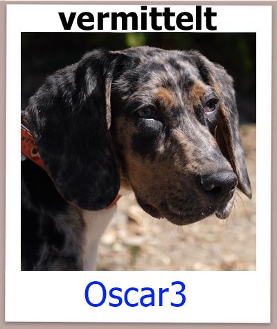 Oscar3 Tierschutz Zypern Hund vermittelt