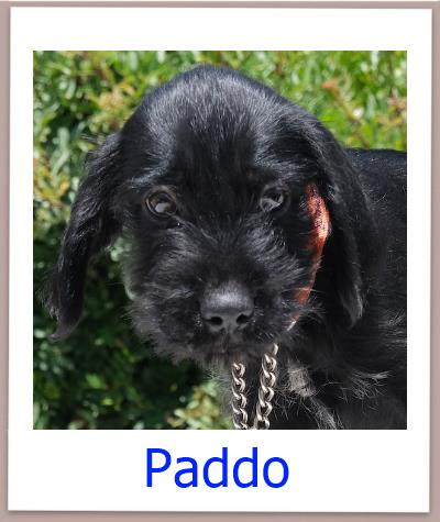 Paddo Tierschutz Zypern Hund prof