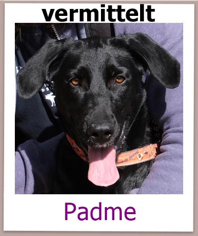 Padme Tierschutz Zypern Hund vermittelt
