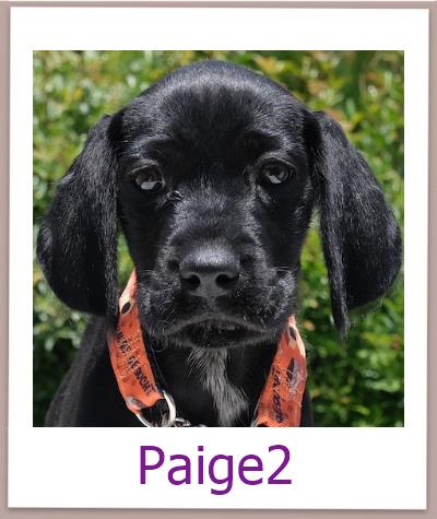 Paige2 Tierschutz Zypern Hund prof