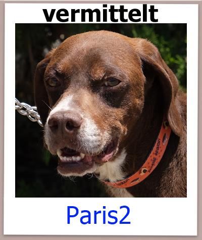 Paris2 Tierschutz Zypern Hund vermittelt