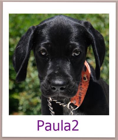 Paula2 Tierschutz Zypern Hund prof