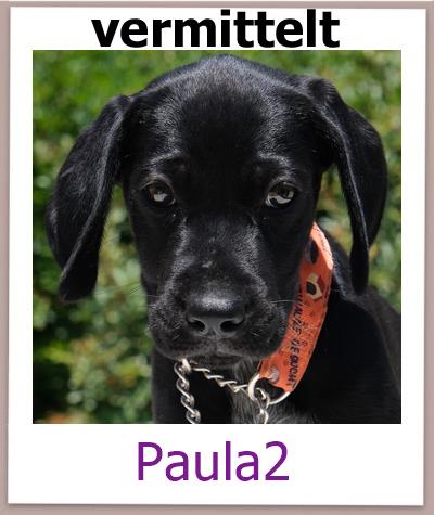 Paula2 Tierschutz Zypern Hund vermittelt