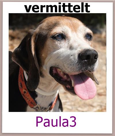 Paula3 Tierschutz Zypern Hund vermittelt