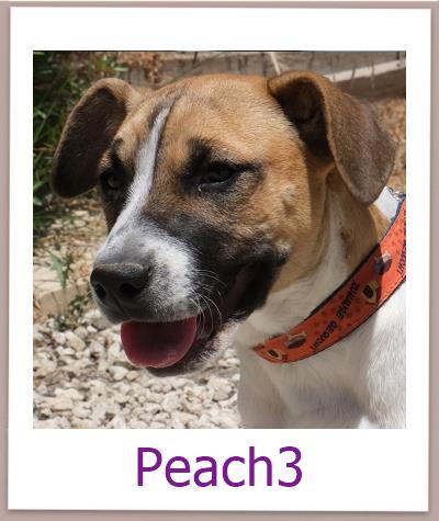 Peach3 Tierschutz Zypern Hund prof