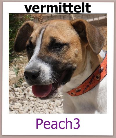 Peach3 Tierschutz Zypern Hund vermittelt