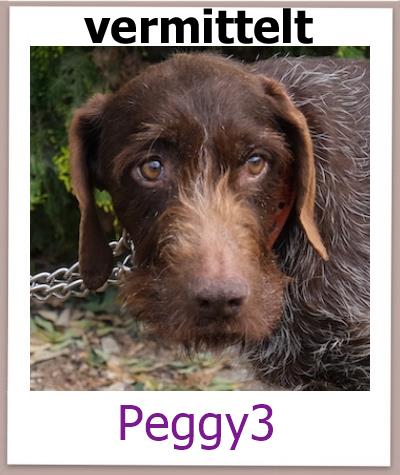 Peggy3 Tierschutz Zypern Hund vermittelt
