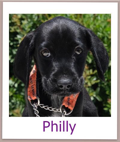 Philly Tierschutz Zypern Hund prof