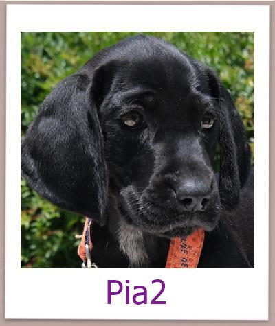 Pia2 Tierschutz Zypern Hund prof