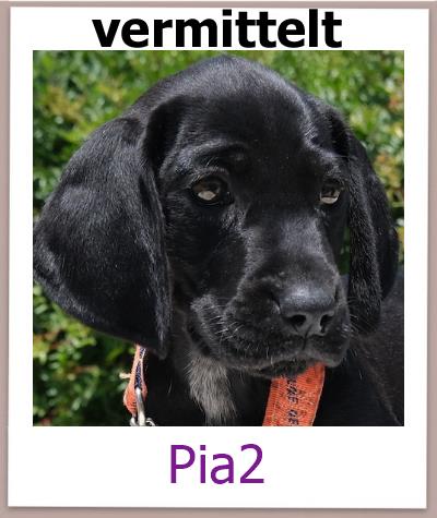 Pia2 Tierschutz Zypern Hund vermittelt
