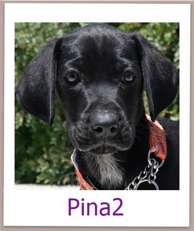 Pina2 Tierschutz Zypern Hund prof