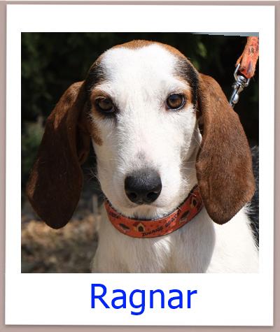 Ragnar Tierschutz Zypern Hund prof