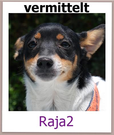 Raja2 Tierschutz Zypern Hund vermittelt