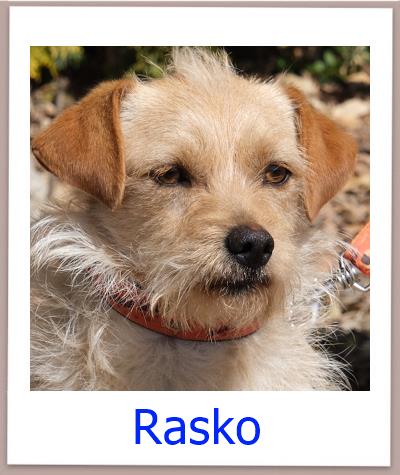 Rasko Tierschutz Zypern Hund prof