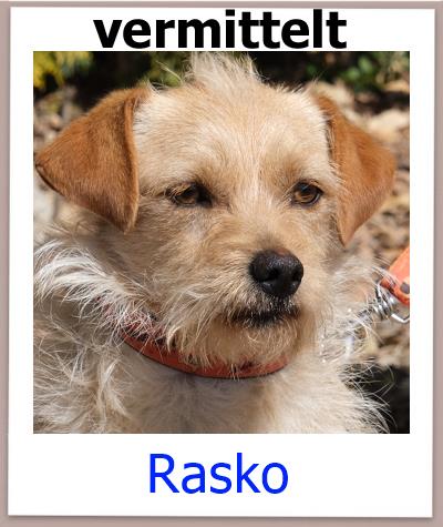 Rasko Tierschutz Zypern Hund vermittelt