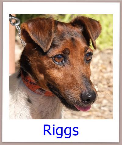 Riggs Tierschutz Zypern Hund prof