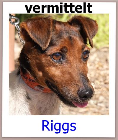 Riggs Tierschutz Zypern Hund vermittelt
