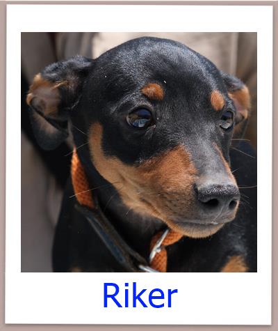Riker Tierschutz Zypern Hund prof