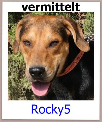 Rocky5 Tierschutz Zypern Hund vermittelt