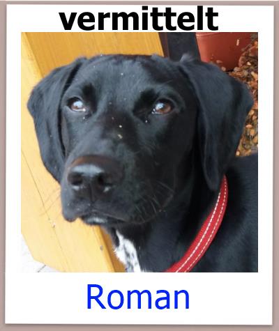 Roman Tierschutz Zypern Hund vermittelt 1