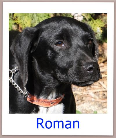 Roman1 Tierschutz Zypern Hund prof