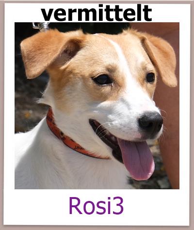 Rosi3 Tierschutz Zypern Hund vermittelt