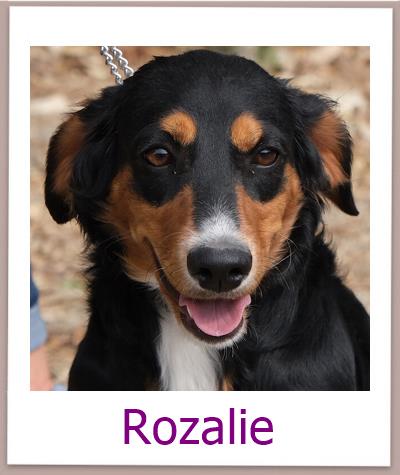 RozalieTierschutz Zypern Hund prof