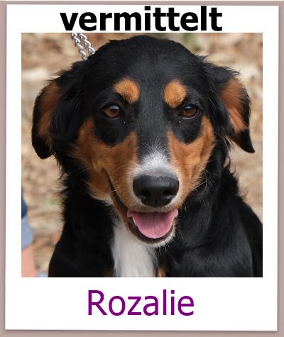 RozalieTierschutz Zypern Hund vermittelt