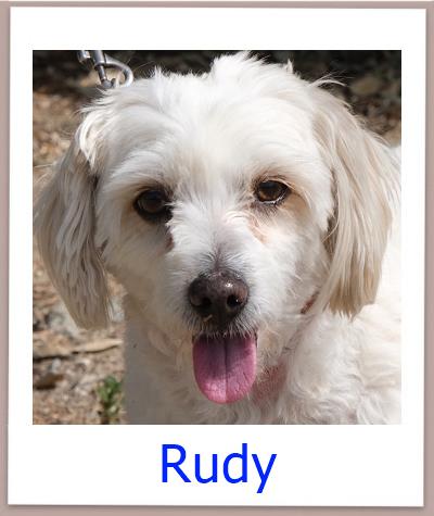 Rudy Tierschutz Zypern Hund prof
