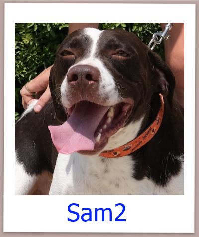Sam2 Tierschutz Zypern Hund prof