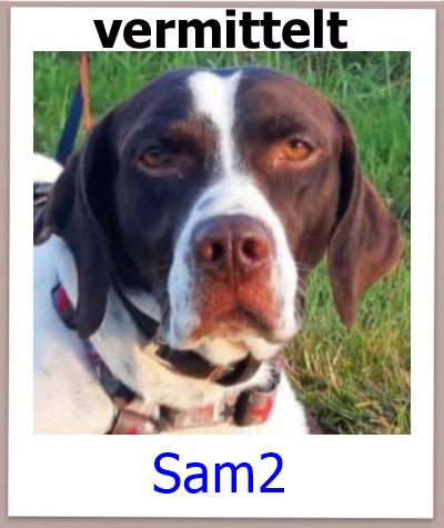 Sam2 Tierschutz Zypern Hund vermittelt 1