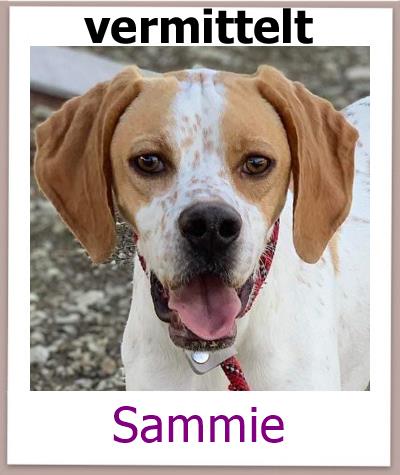 Sammie Tierschutz Zypern Hund vermittelt 2