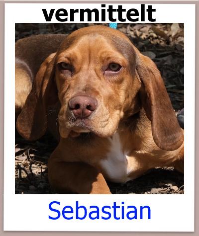 Sebastian Tierschutz Zypern Hund vermittelt