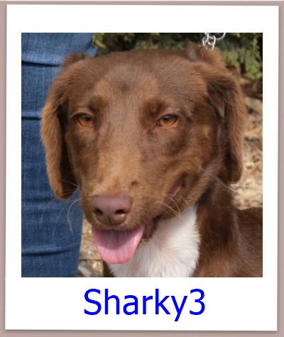 Sharky3 Tierschutz Zypern Hund prof