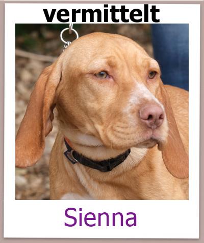 Sienna Tierschutz Zypern Hund vermittelt